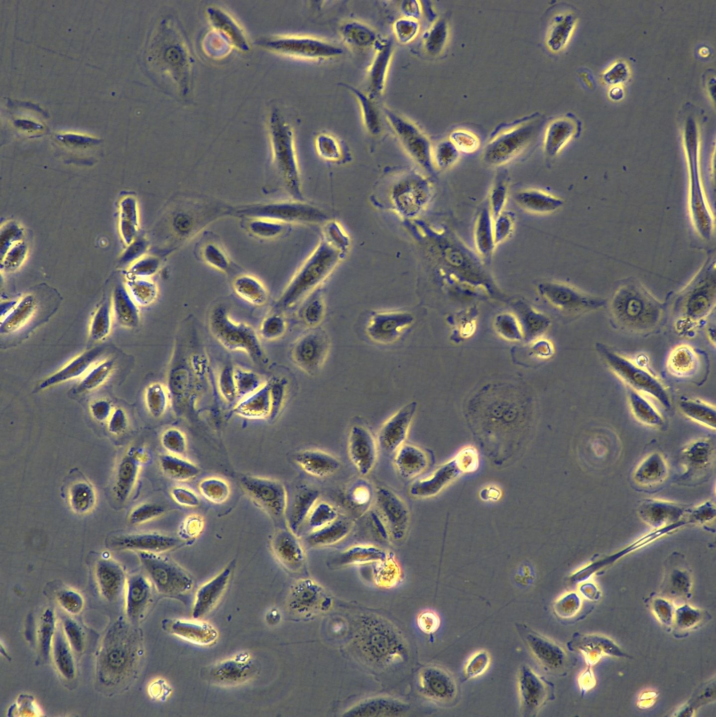 HK-2细胞敲除hIRF8基因细胞株
