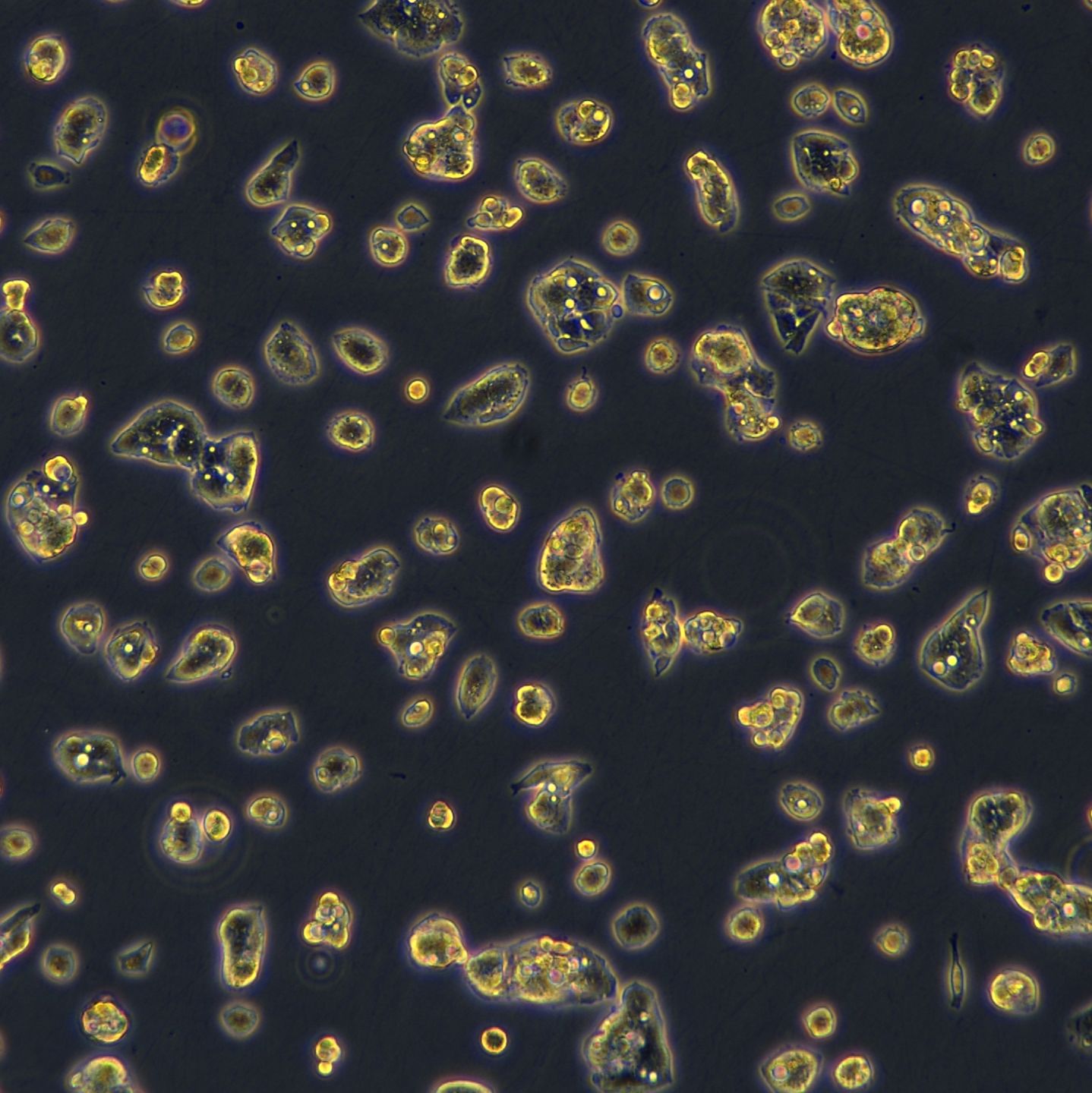 HepG2细胞敲除hTP53基因细胞系
