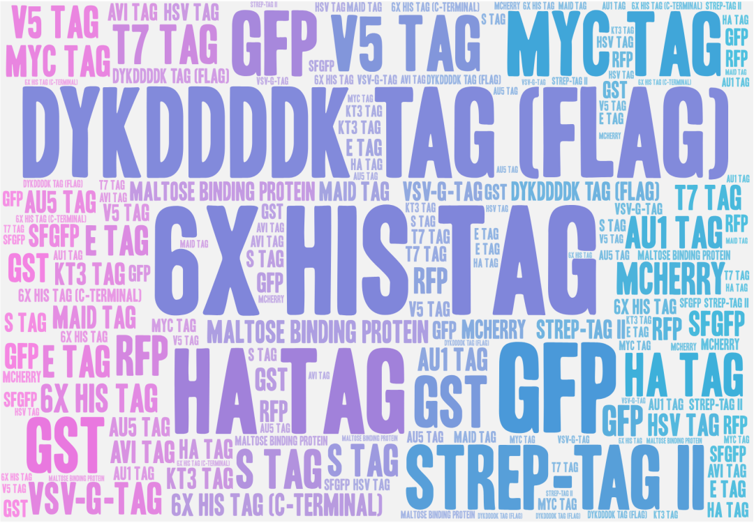 小白必备实验干货：标签及标签抗体！