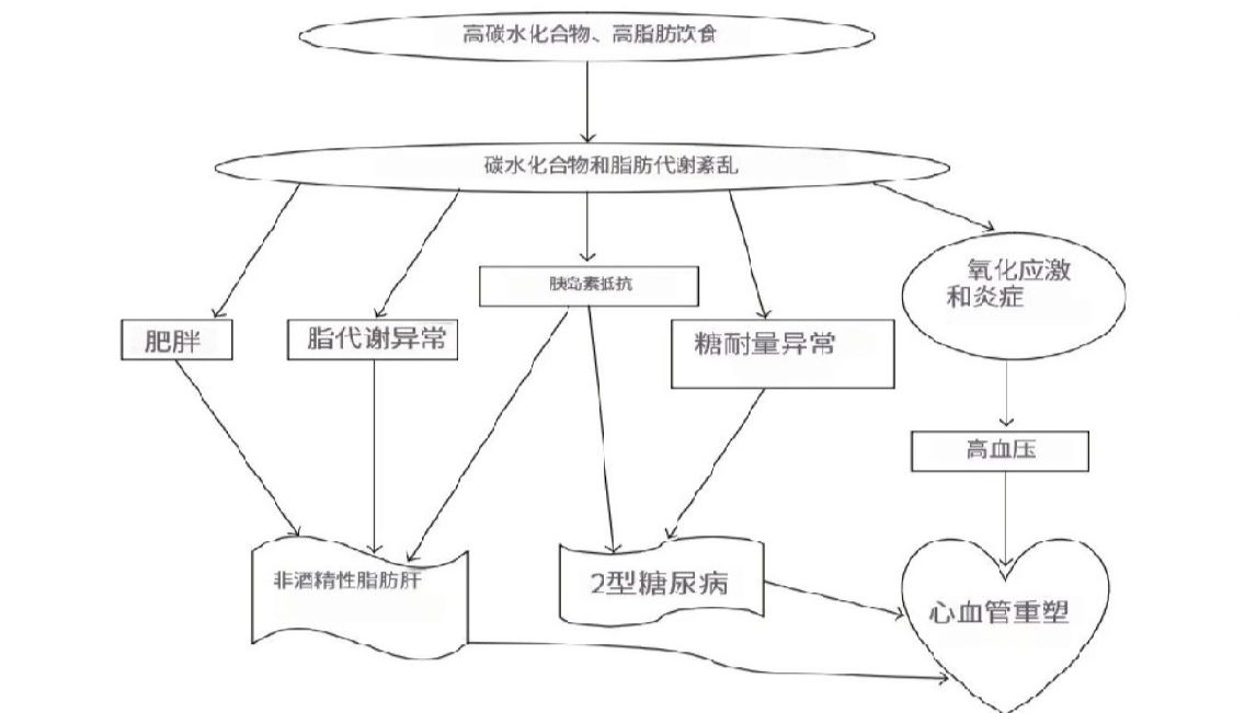 代谢综合征研究: 疾病建模+表型分析