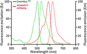 活细胞Caspase-3活性与Annexin V细胞凋亡检测