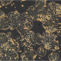 HT-29细胞敲除hDCAF4基因细胞系