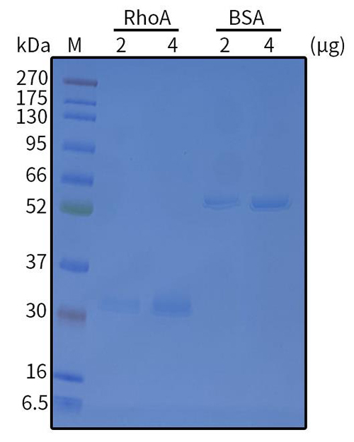 Recombinant Human RhoA (Flag-T