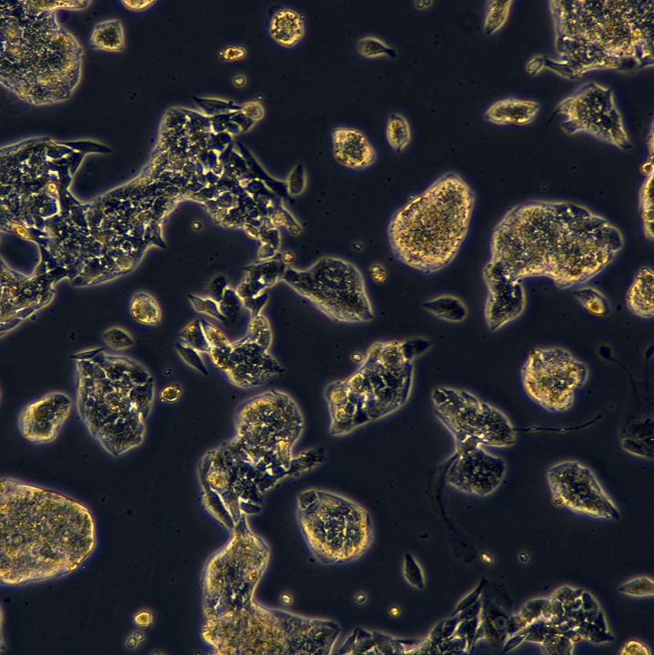 HepG2细胞敲除hIGF2BP3基因细胞系
