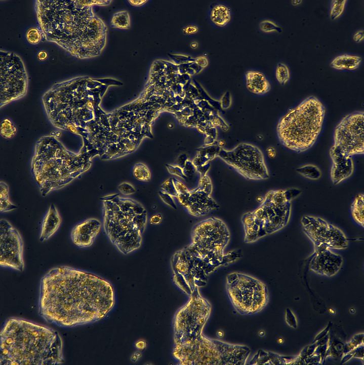 HepG2细胞敲除hGPX8基因细胞株