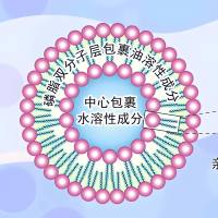 负载吉西他滨和伊立替康的脂质体被2-乙基-2-恶唑啉(PETOX)修饰