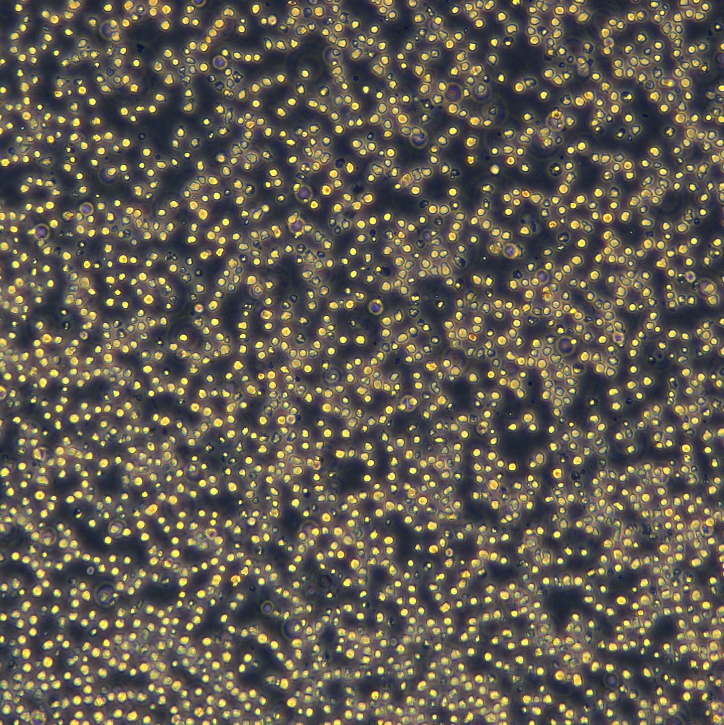 Mv-4-11细胞敲除hCEBPA-DT基因细胞株