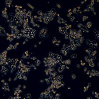 HCT116细胞敲除hPLD2基因细胞株