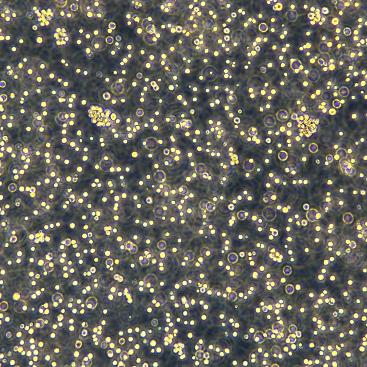 Jurkat细胞敲除hBCL10基因细胞株
