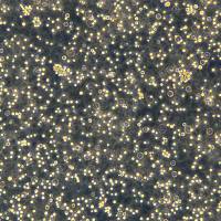 Jurkat细胞敲除hBCL10基因细胞株