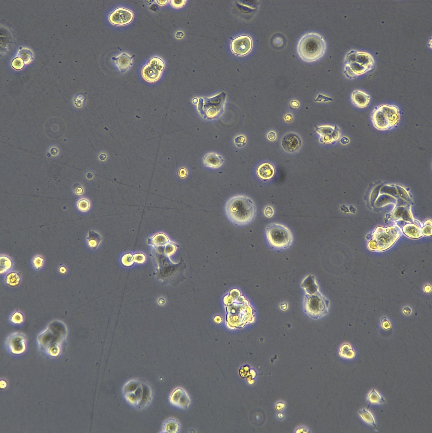MCF-7细胞敲除hGSDMC基因细胞系