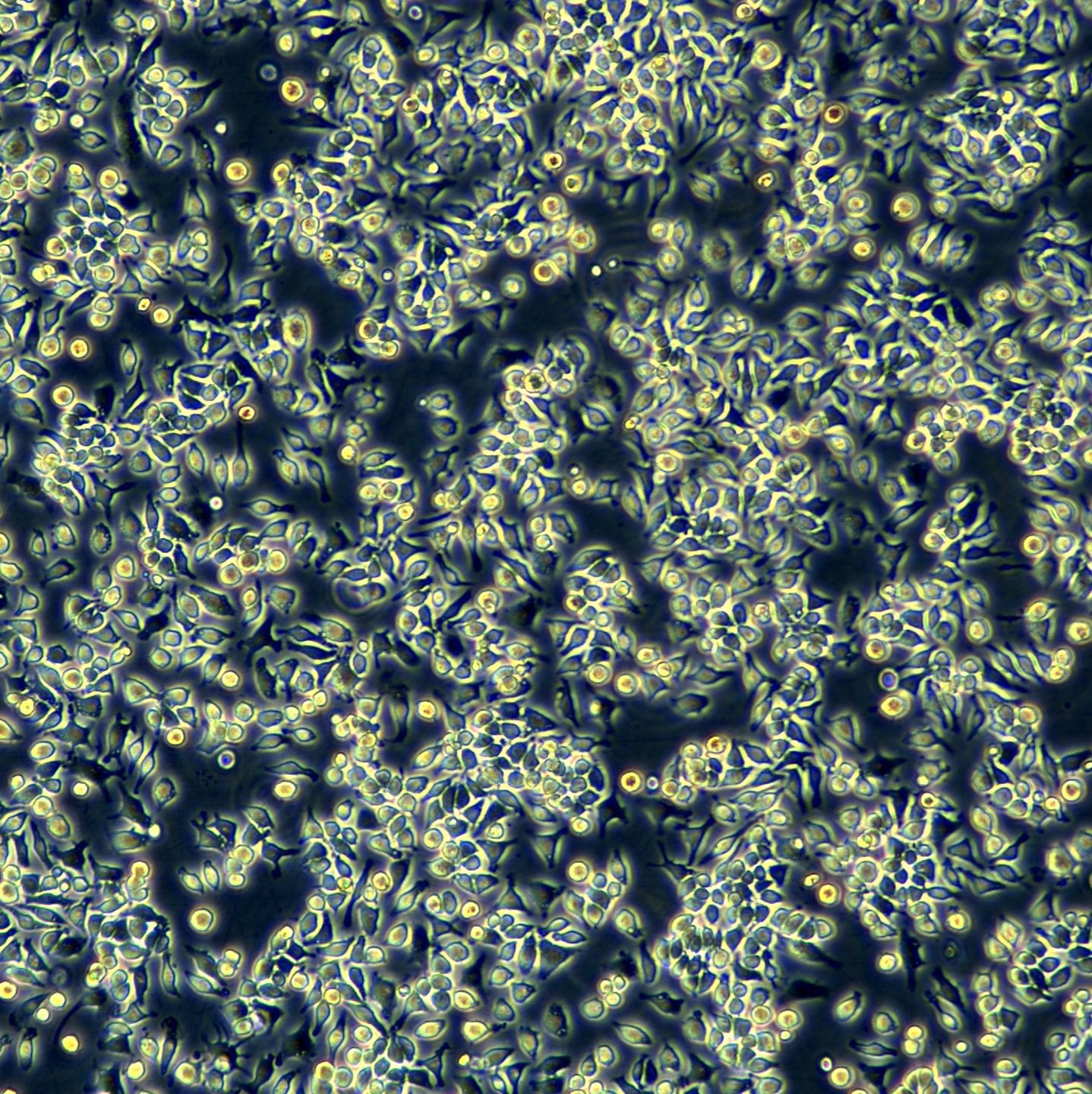 J774A.1细胞敲除mSetdb2基因细胞系