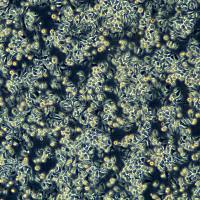 J774A.1细胞敲除mSetdb2基因细胞系