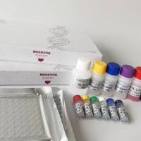 貂（Martes）白细胞介素 6（IL-6）ELISA试剂盒