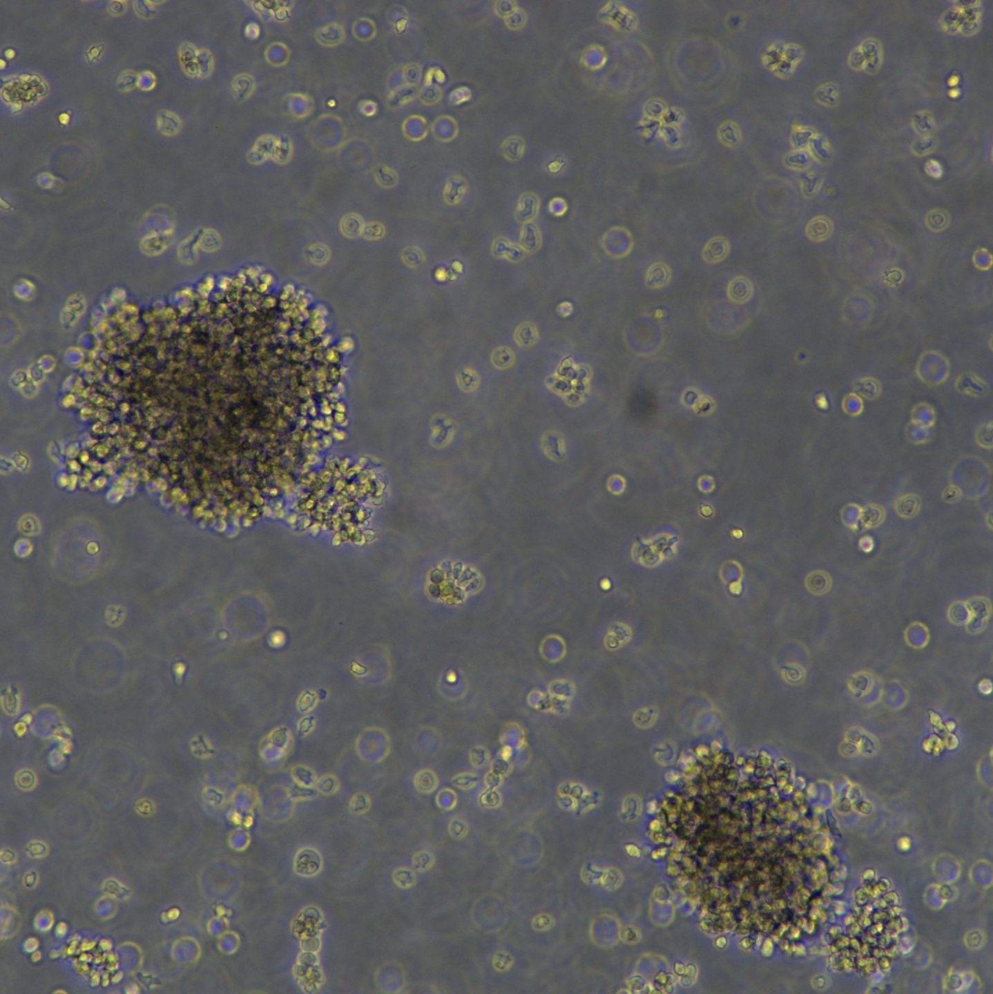 HMY2.CIR细胞敲除hCD81基因细胞株