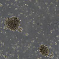 HMY2.CIR细胞敲除hCD81基因细胞株