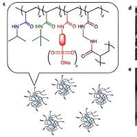阳离子KnR8和胆固醇组成的胶束被脑靶向多肽Angiopep-2修饰