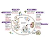 子时纳米（NanoDelivery）提供ADC药物/抗体偶联药物/ADC-Linker