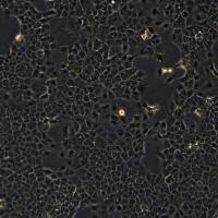 AML12细胞敲除mRtn4基因细胞系