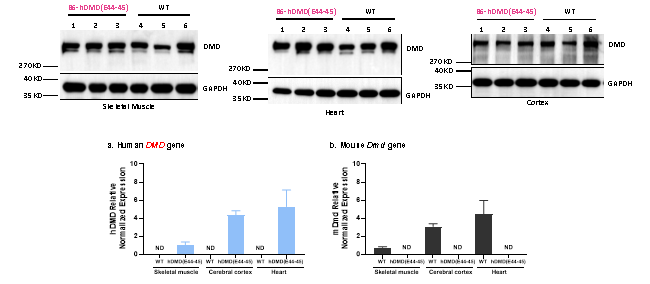 小身躯，大使命：挑战人体最大基因DMD人源化小鼠