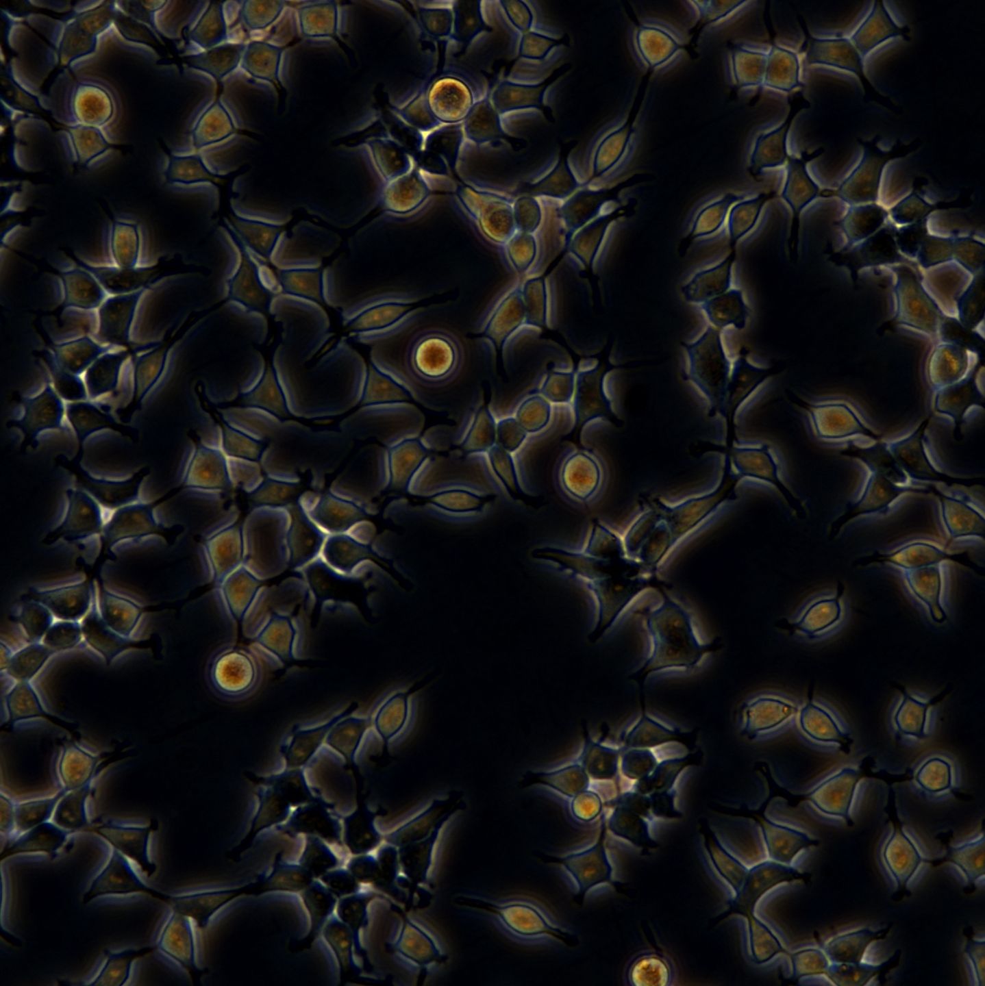 293T细胞敲除hNTAQ1基因细胞系
