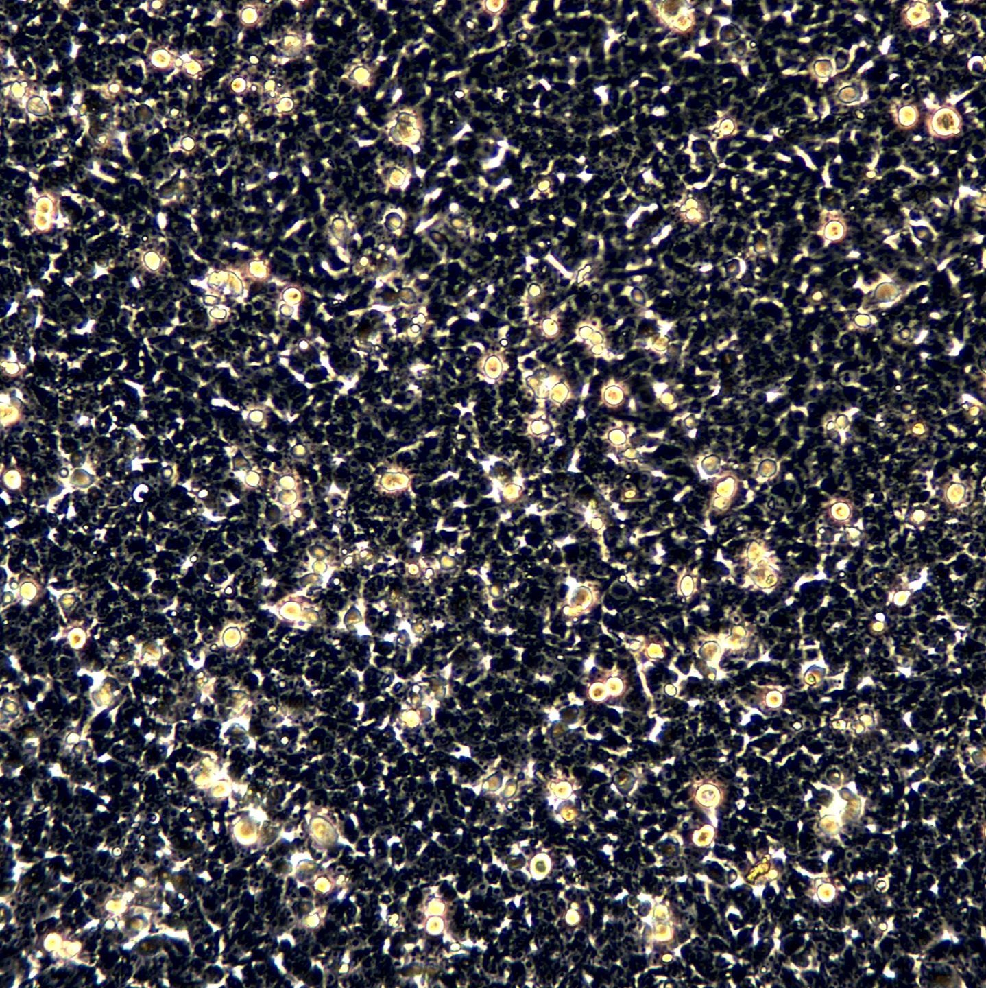 HEK293细胞敲除hUSP9X基因细胞系