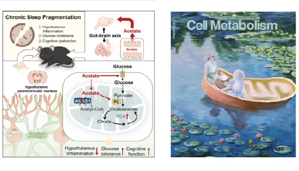 祝贺华西李涛团队取得突破！Cell Metabolism封面文章揭示葡萄糖代谢稳态的新机制