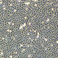 LN-229细胞敲除hAP1S1基因细胞株