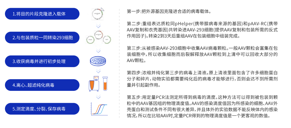 吉凯基因AAV病毒介绍及应用案例、相关引用文献