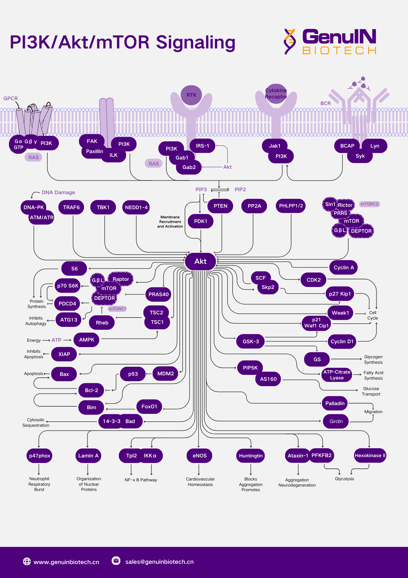PI3K-Akt-mTOR信号通路及相关产品推介