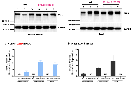 小身躯，大使命：挑战人体最大基因DMD人源化小鼠