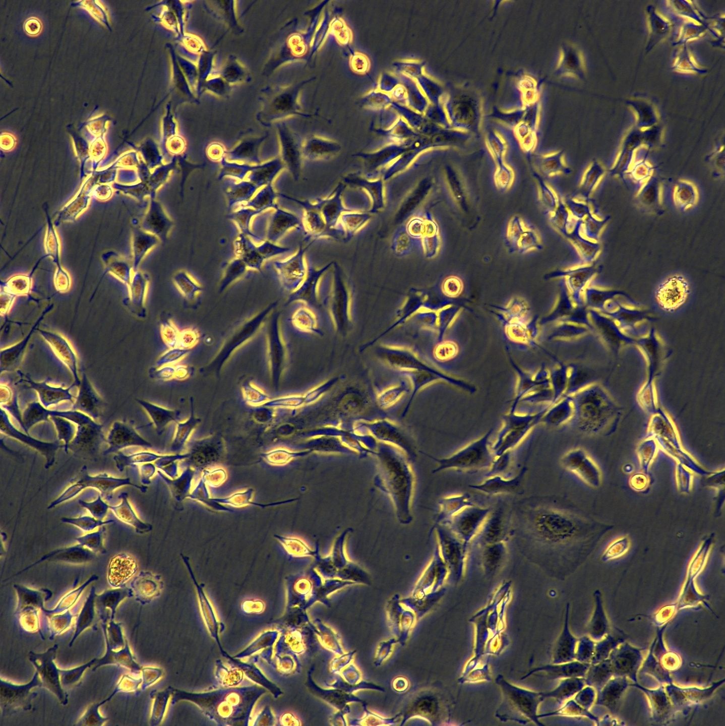 NCI-H1975细胞敲除hTP53基因细胞系