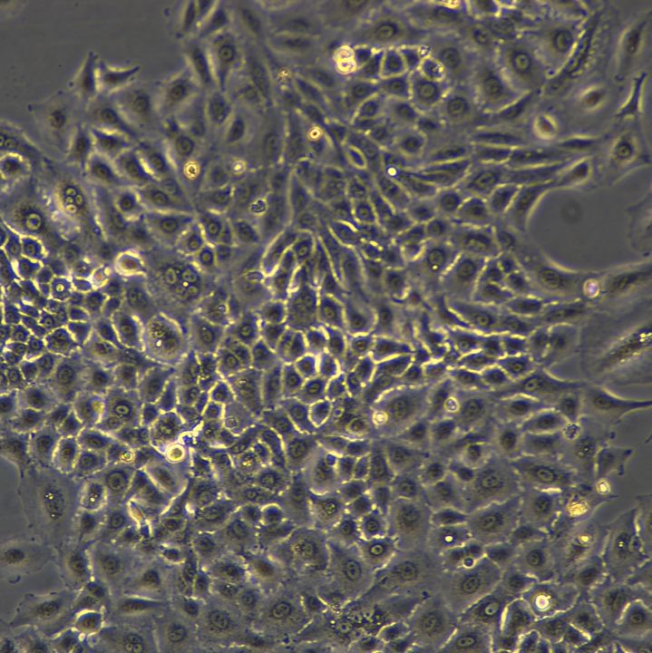 A549细胞敲除hC11orf86基因细胞系
