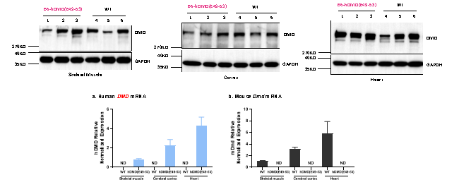 小身躯，大使命：挑战人体最大基因DMD人源化小鼠