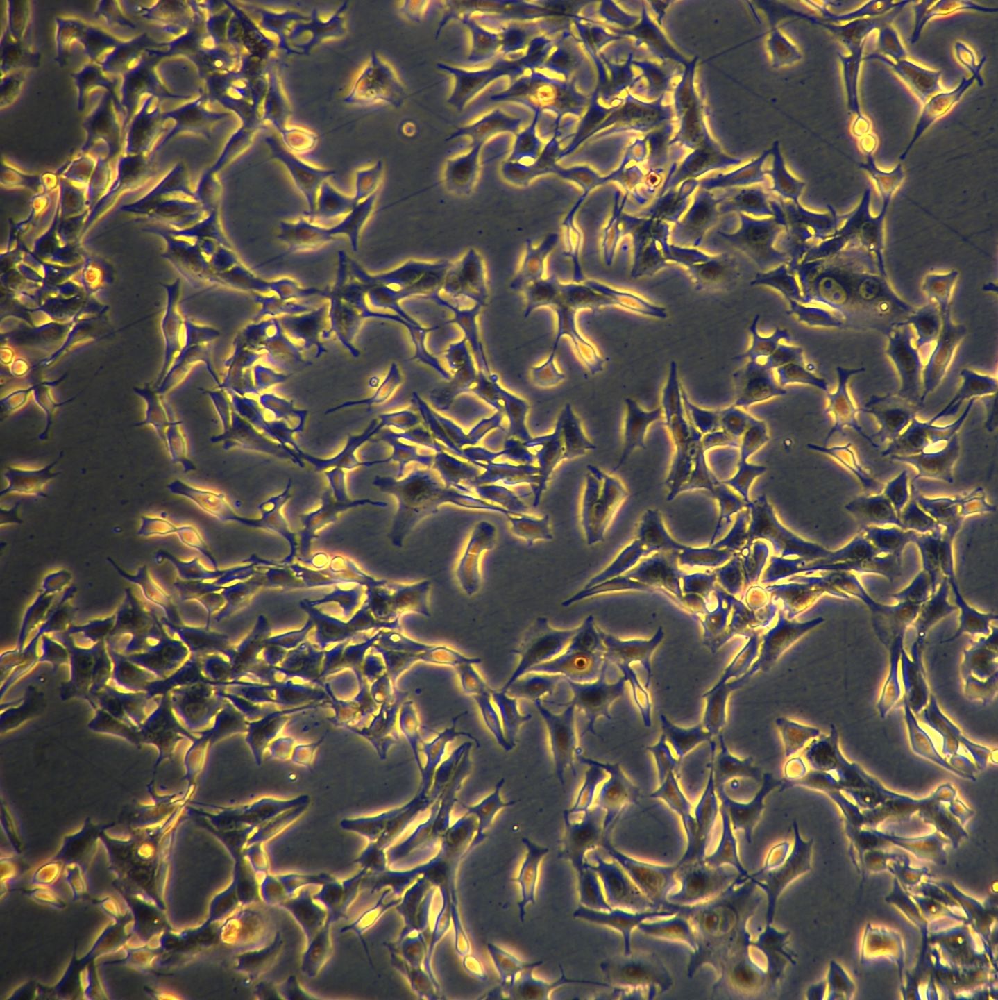 B16-F10细胞敲除mTmem176b基因细胞系