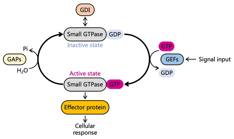 Recombinant Human RhoA (Flag-T