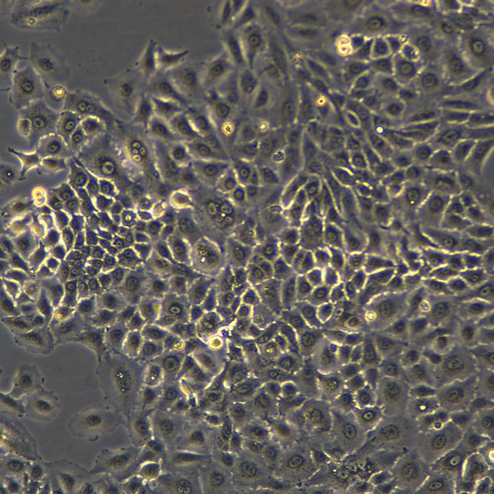A549细胞敲除hMUC4基因细胞系