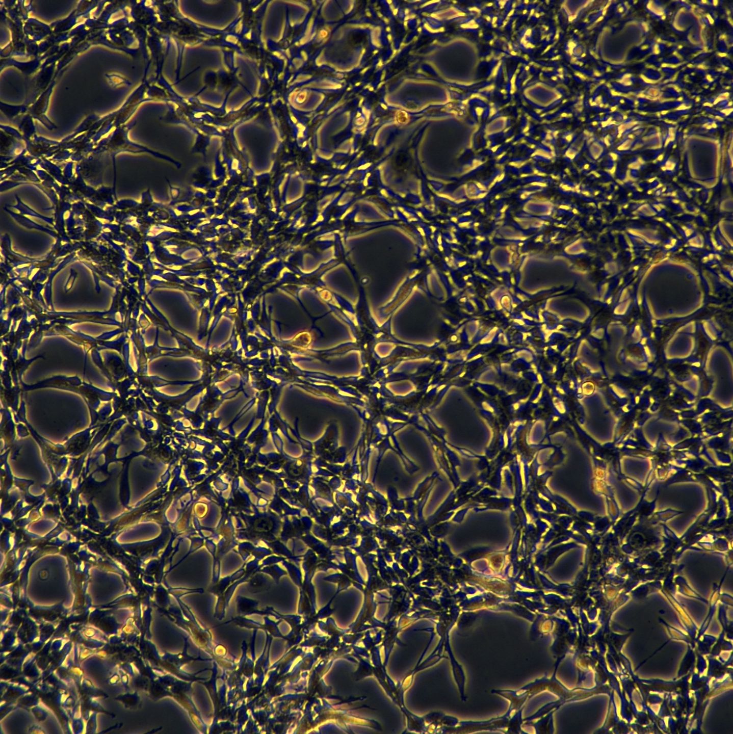 CT26细胞敲除mTmem176b基因细胞系 CT26 KO-mTmem176b Cell Line