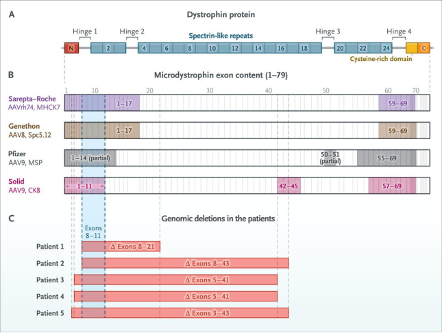 小身躯，大使命：挑战人体最大基因DMD人源化小鼠