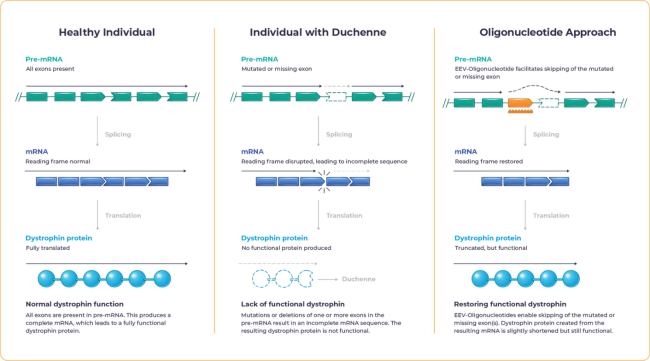 小身躯，大使命：挑战人体最大基因DMD人源化小鼠