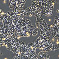 BxPC-3细胞敲除hDTNBP1基因细胞系