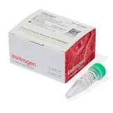 Thermo Fisher Lipofectamine MessengerMAX 转染试剂 LMRNA015 1.5 mL