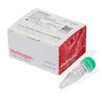 Thermo Fisher  Lipofectamine MessengerMAX 转染