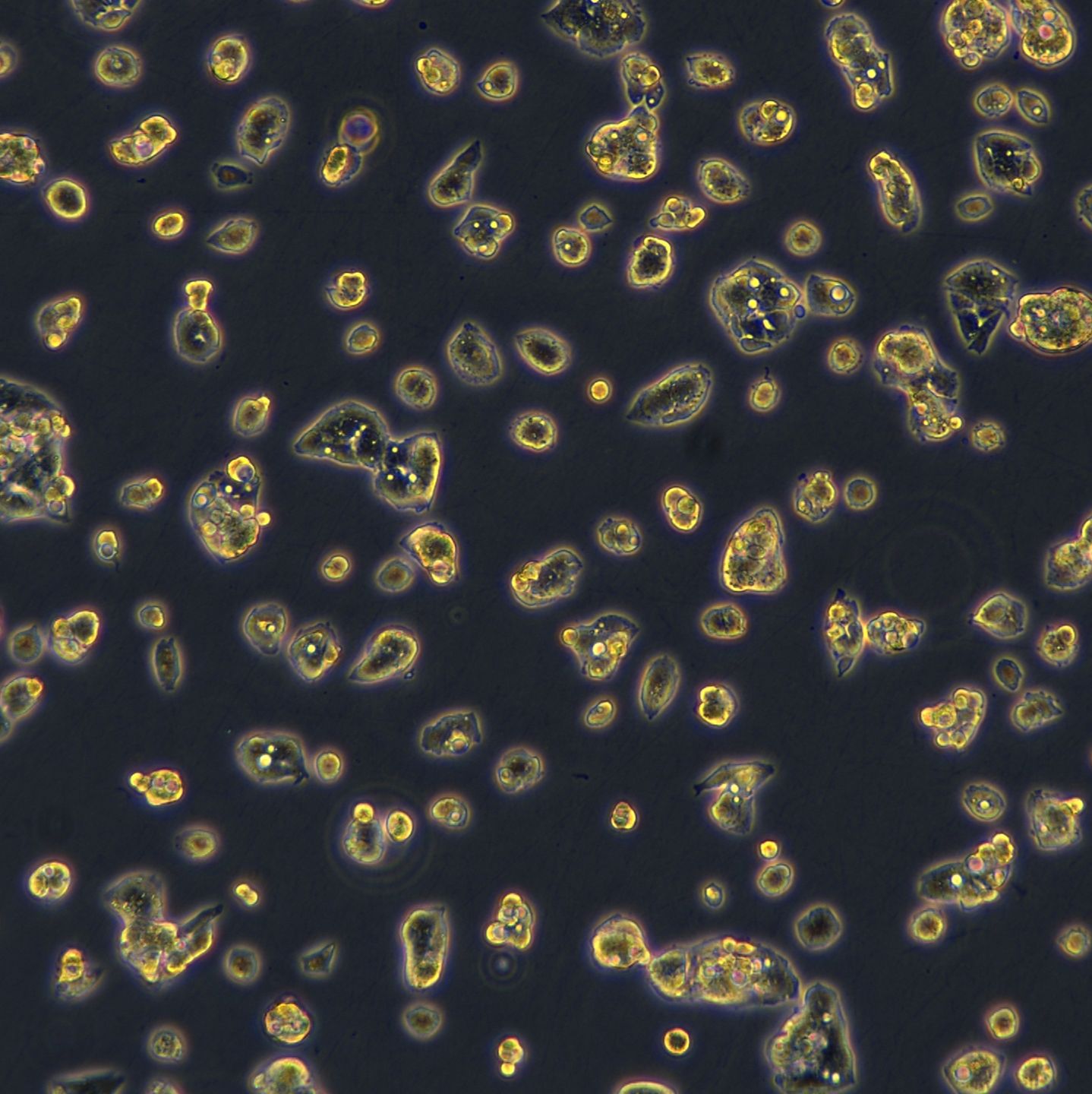 HepG2细胞敲除hSMYD5基因细胞系