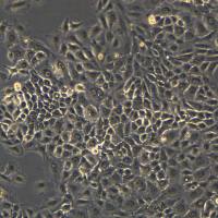 A549细胞敲除hUBE3A基因细胞系