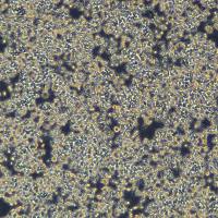 Raw264.7细胞敲除mMir146基因细胞系