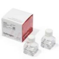 Thermo Fisher L3000015 Lipofectamine 3000 转染试剂 1.5 mL