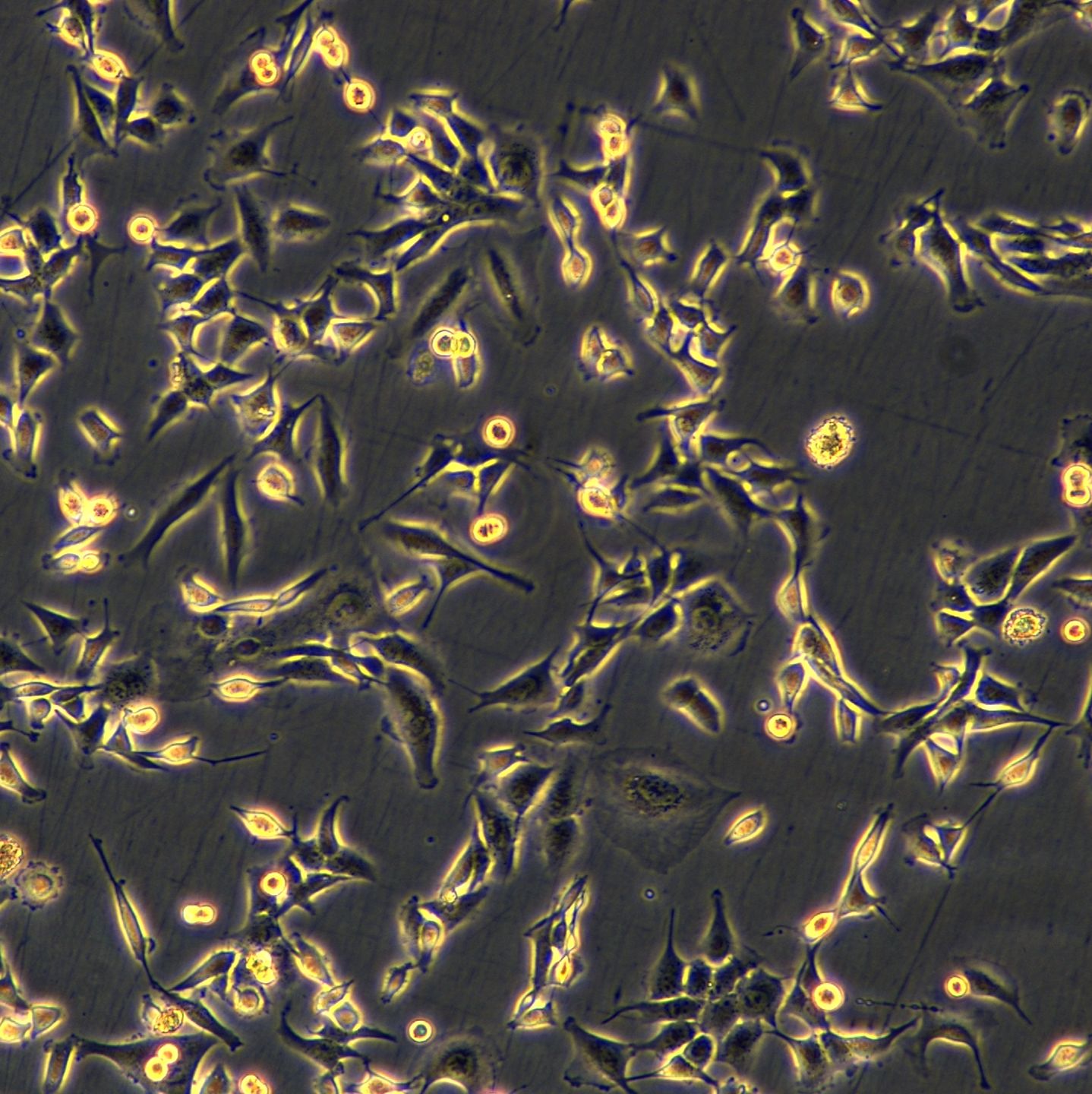NCI-H1975细胞敲除hARTN基因细胞株