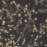 NCI-H1975细胞敲除hARTN基因细胞株