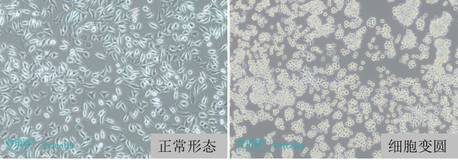 普诺赛细胞学堂 | L-929细胞培养秘籍：新手也能轻松搞定！
